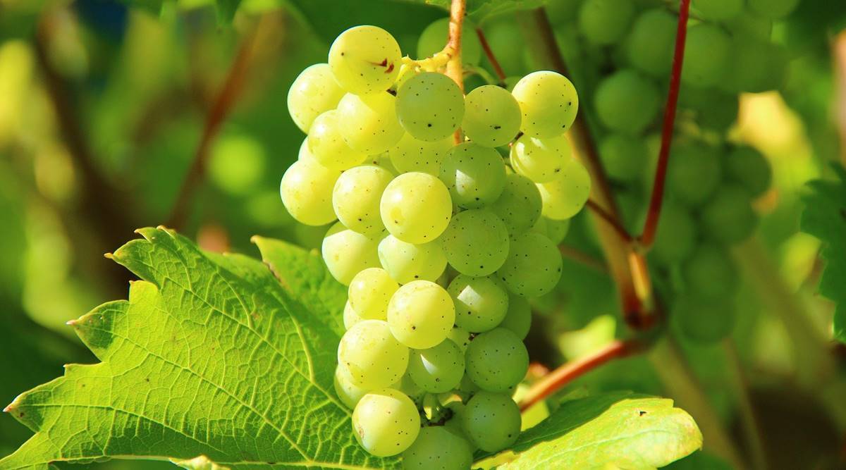 The Incredible Health Benefits of Grapes