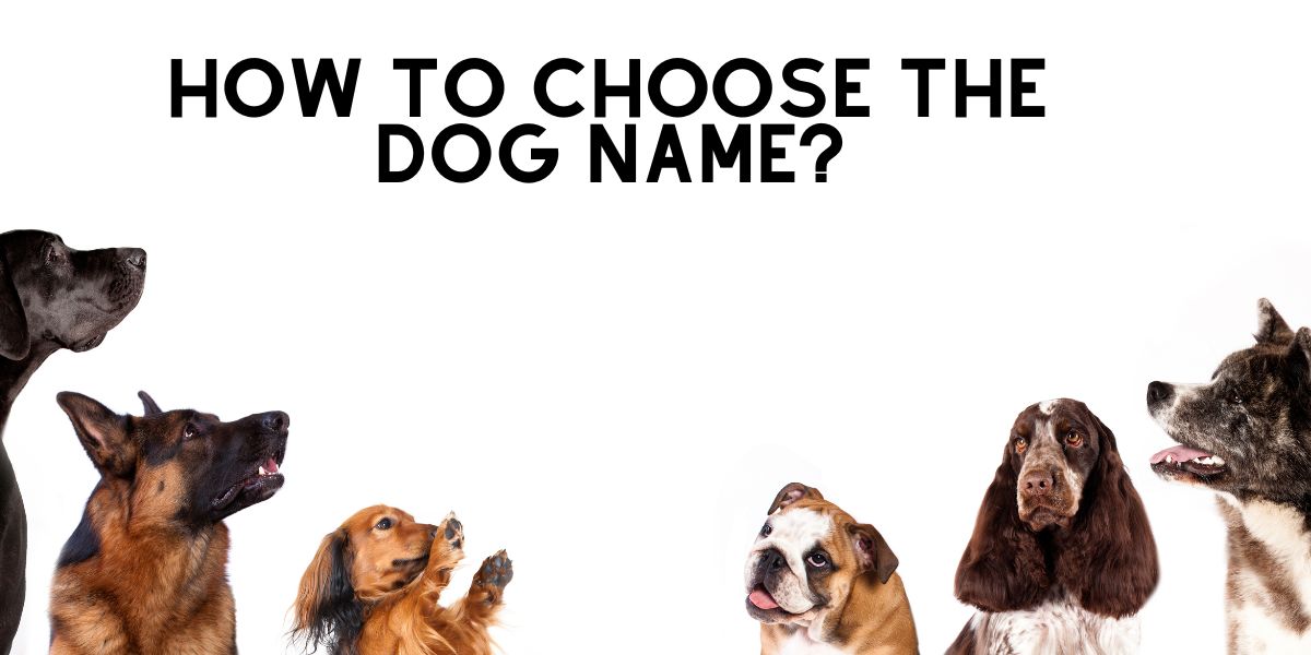 Dog name