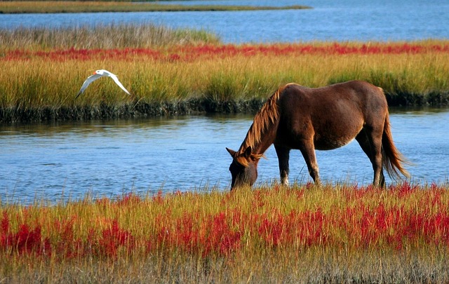 horse feed