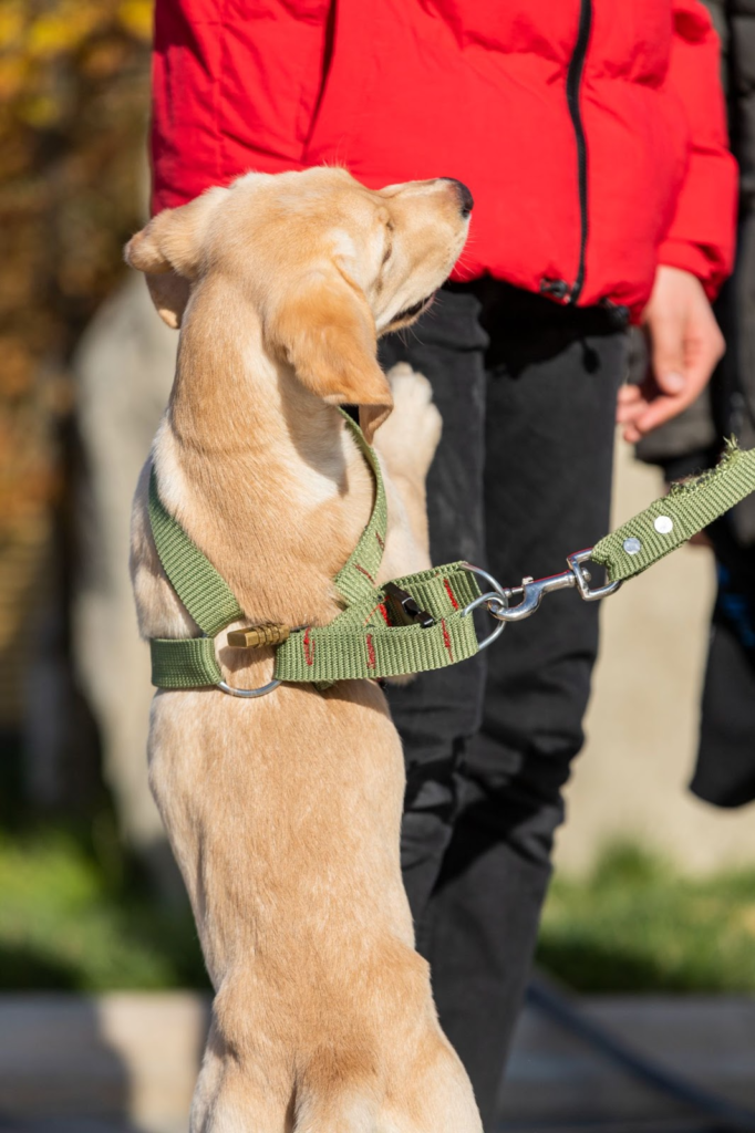 Chest Harness