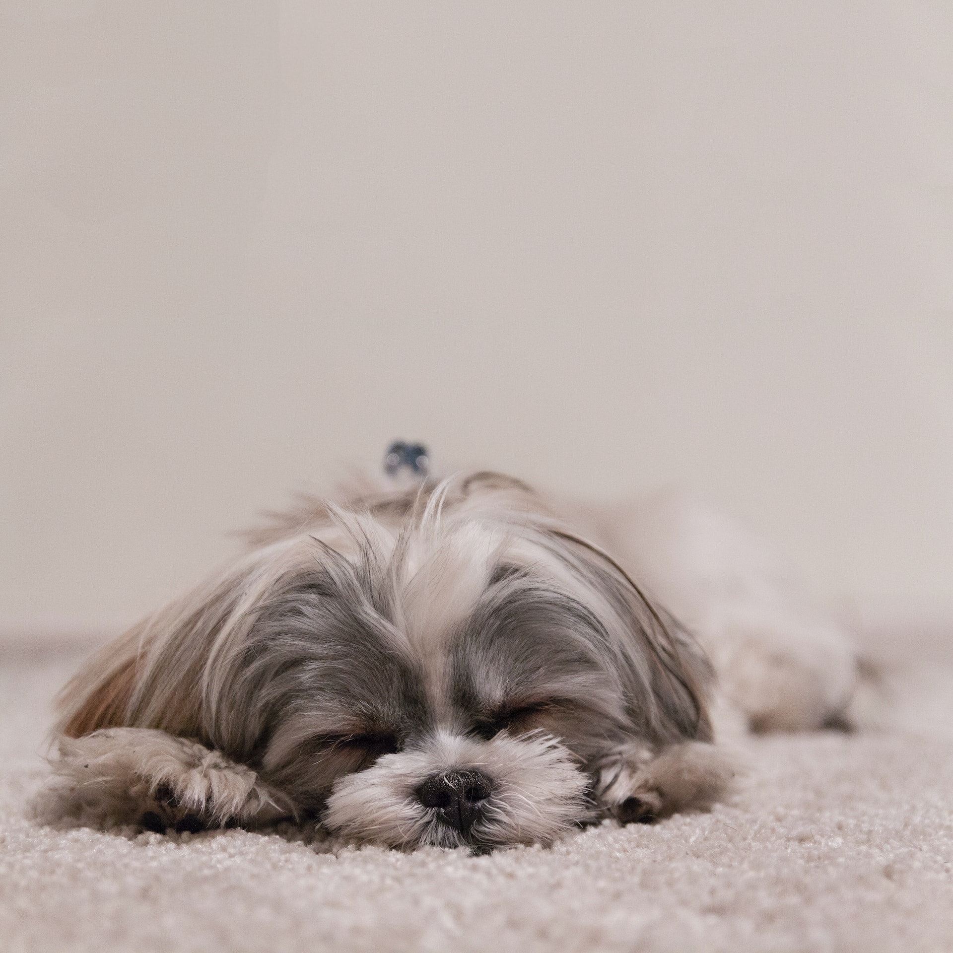The Ultimate Guide: Can Shih Tzu Dogs Be Left Alone?