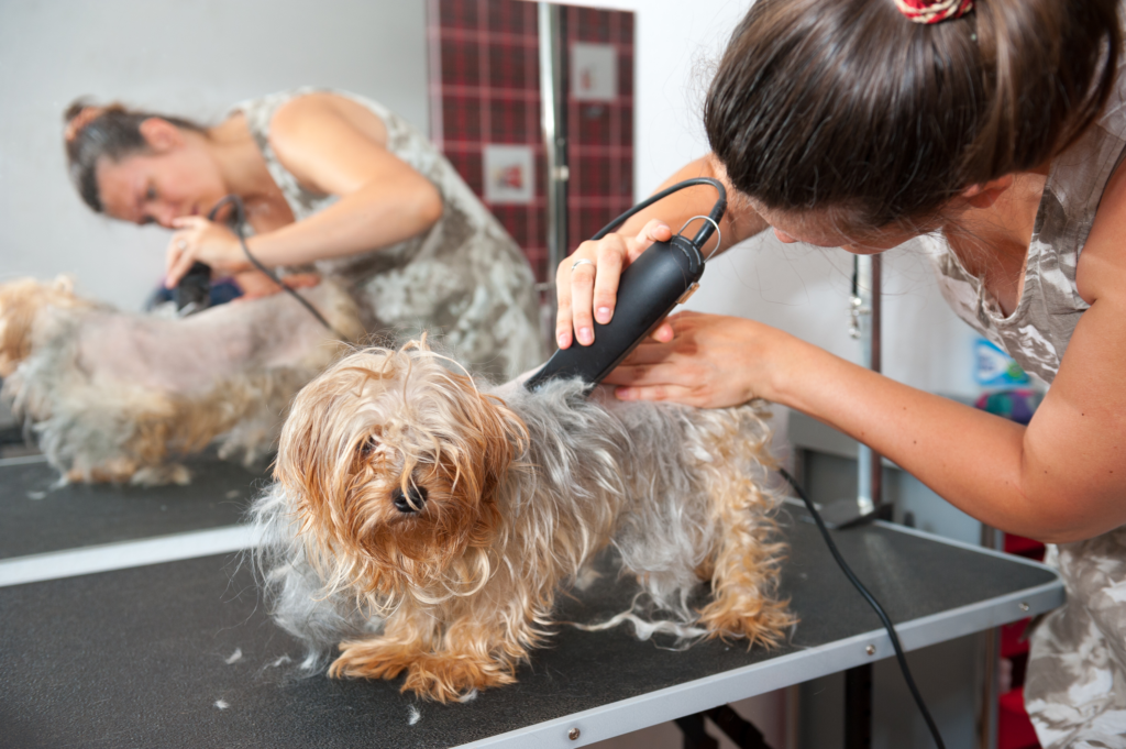 pet grooming in Dubai
