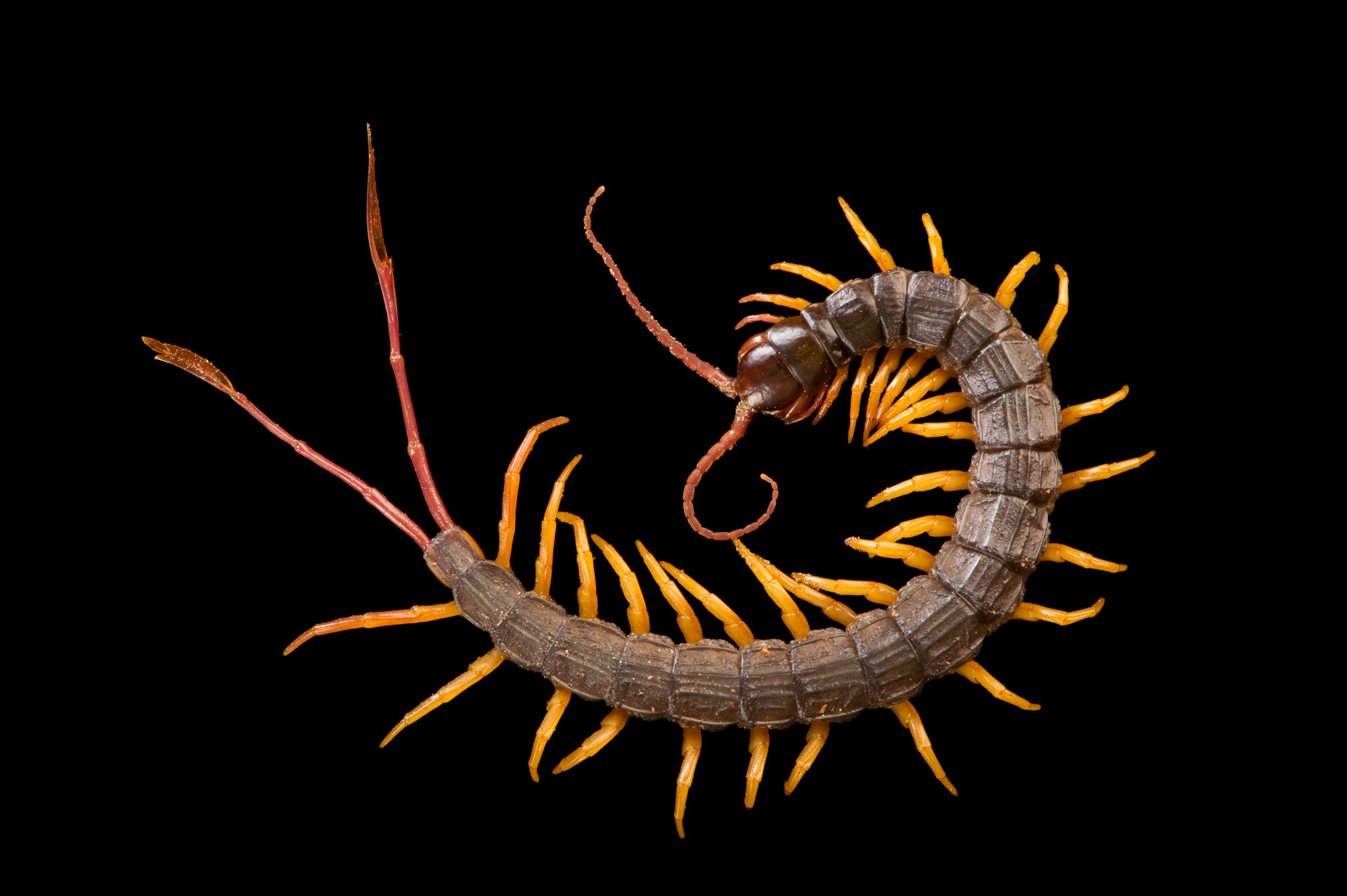 Centipedes