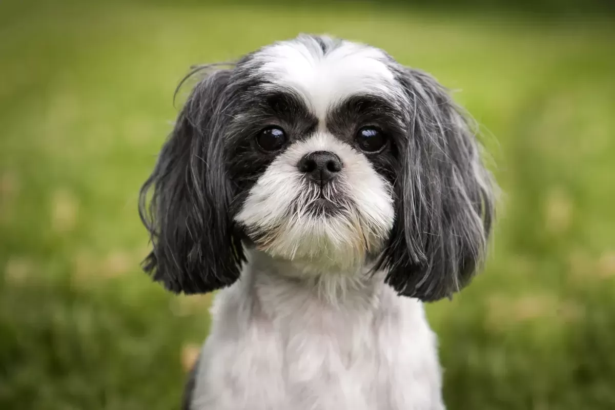 Shih Tzu displaying behavior often seen as challenging by owners